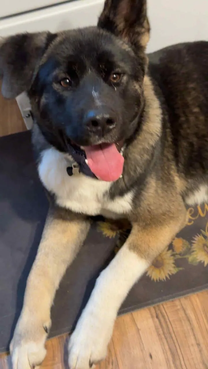 A young large-sized male Tricolor (Brown, Black, & White) Akita dog named Moose for adoption in Colville , WA