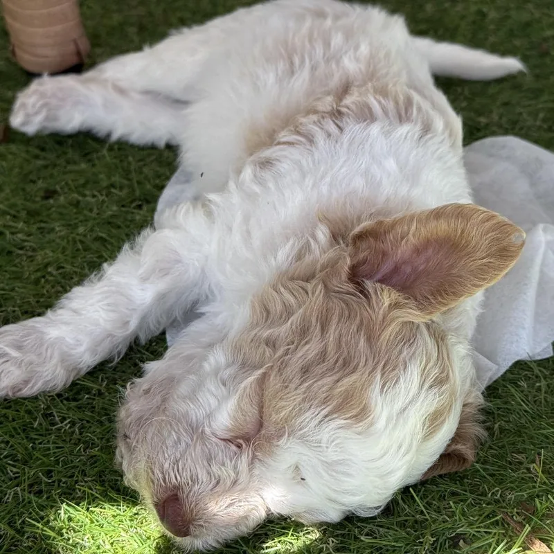 A baby small-sized male Poodle dog named Krill for adoption in Crystal, MN
