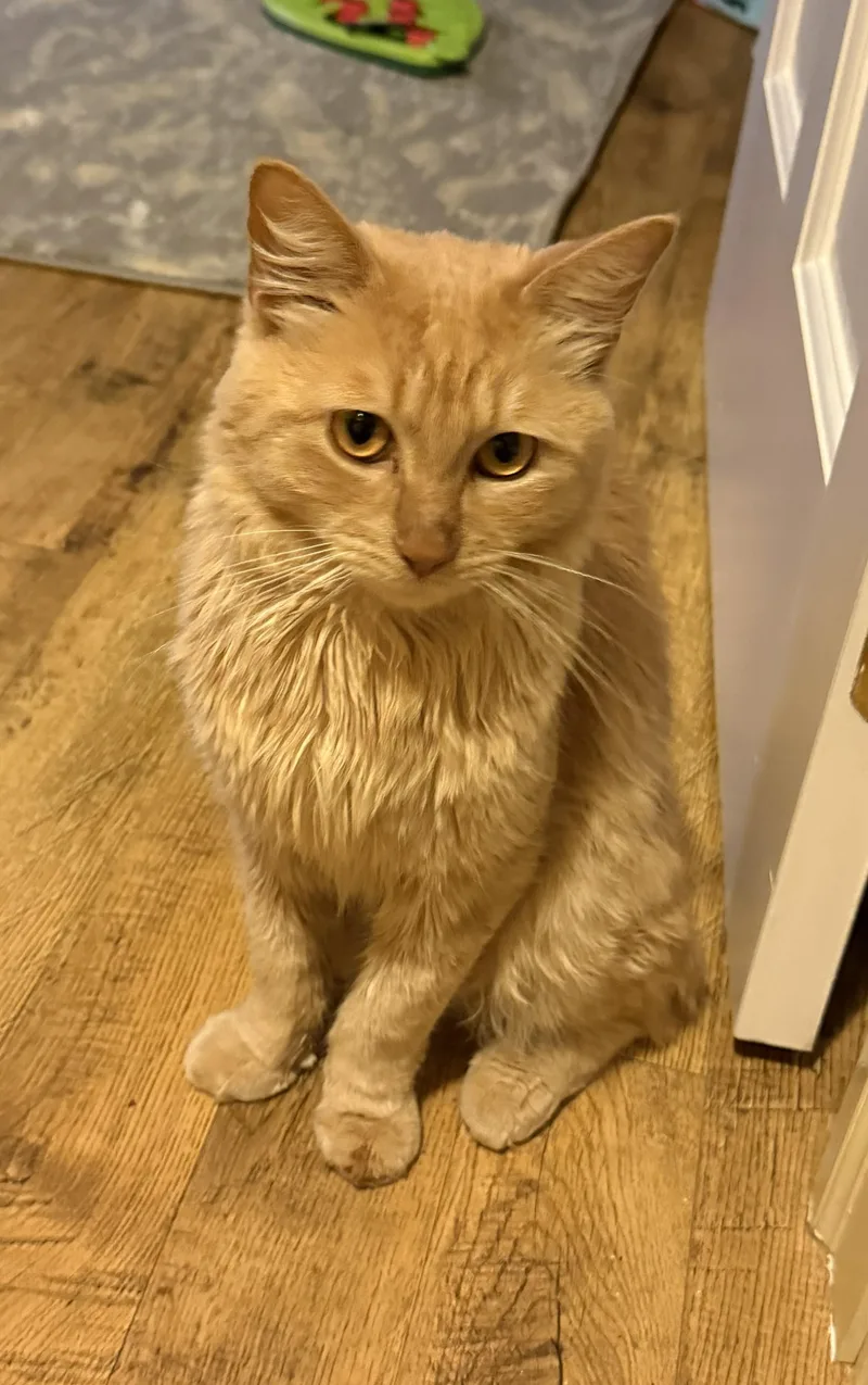 An adult medium-sized male Orange / Red Domestic Medium Hair cat named Oliver for adoption in Bennington, VT