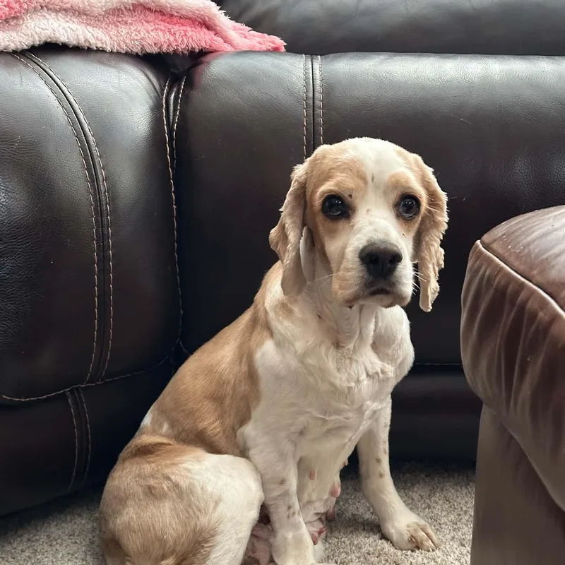 An adult small-sized female Cocker Spaniel dog named Peggy for adoption in Minooka, IL