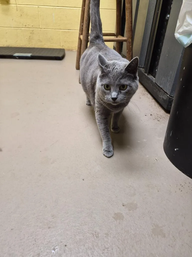 An adult large-sized female Domestic Short Hair cat named Fatty Cakes for adoption in Crossville, TN