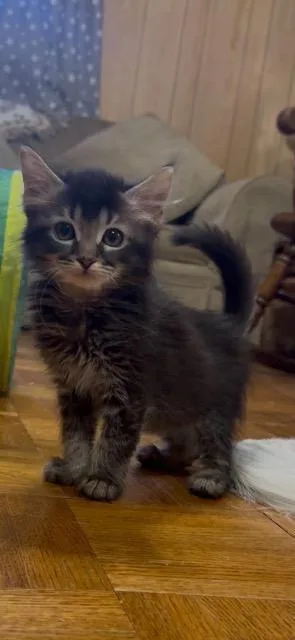 A baby medium-sized female Domestic Medium Hair cat named Onyx for adoption in Johnson City, TN