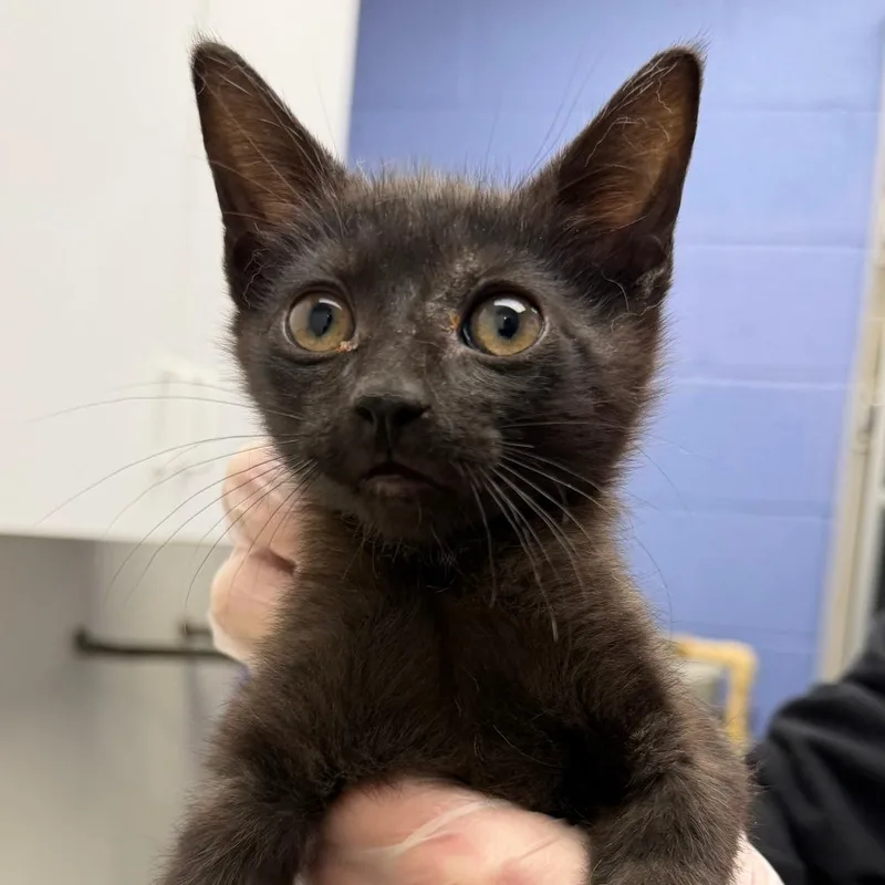 A baby small-sized female Black Domestic Short Hair cat named Shego for adoption in Stillwater, OK