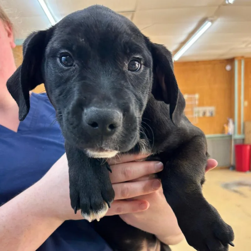 A baby small-sized male Black Labrador Retriever dog named Jamari for adoption in Parrish, AL