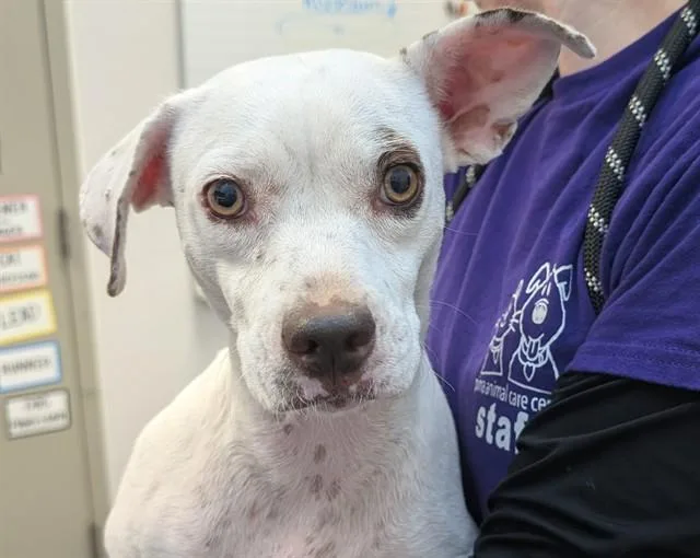 A young medium-sized female Basenji dog named Alice for adoption in Tucson, AZ