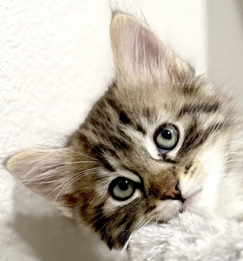 A baby medium-sized female Domestic Long Hair cat named Stevie for adoption in Ventura, CA