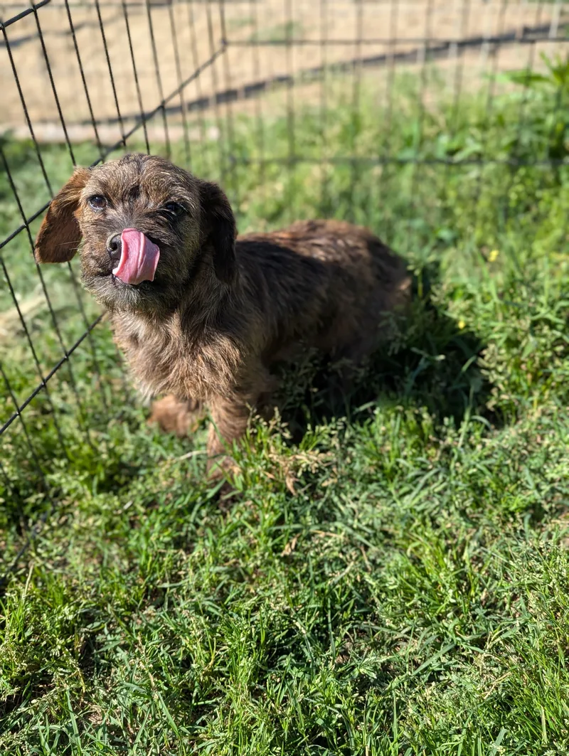 Longaniza thumbnail 2