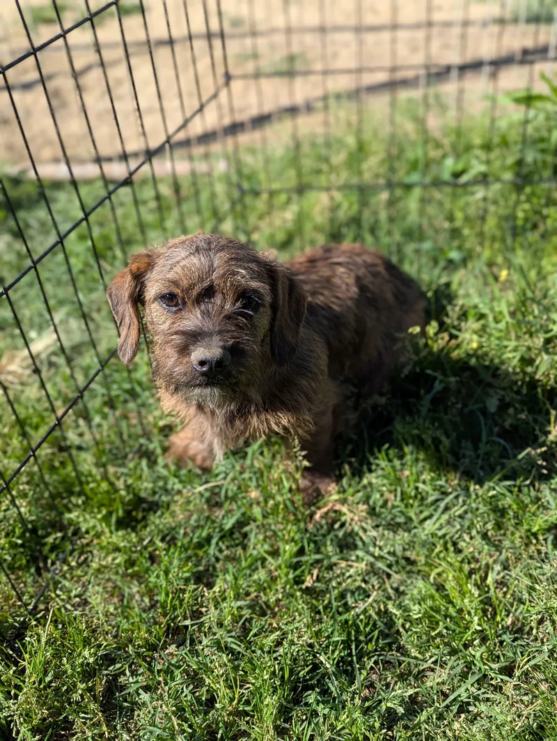 A baby small-sized female Brown / Chocolate Dachshund dog named Longaniza for adoption in Kingsburg, CA
