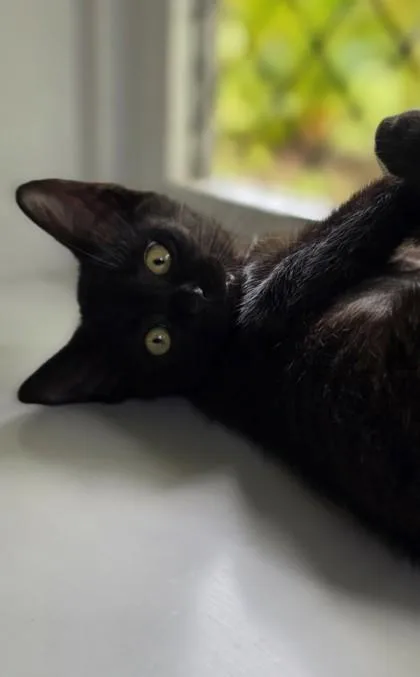 A baby small-sized female Domestic Short Hair cat named Sally for adoption in Honolulu, HI