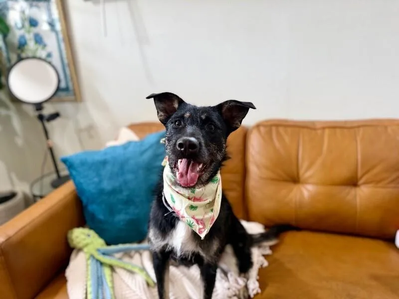 Lilly Cutie Patootie thumbnail 5