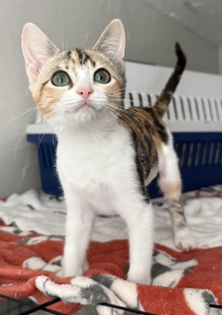 A baby small-sized female Domestic Short Hair cat named Maple for adoption in Lemoore, CA