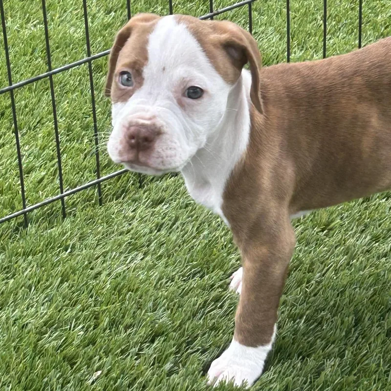 Jessie