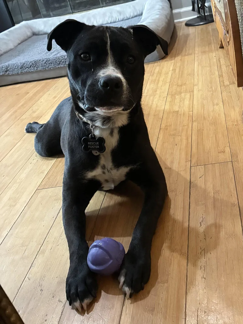 An adult small-sized male Pit Bull Terrier dog named Boomer for adoption in Mouth Of Wilson, VA