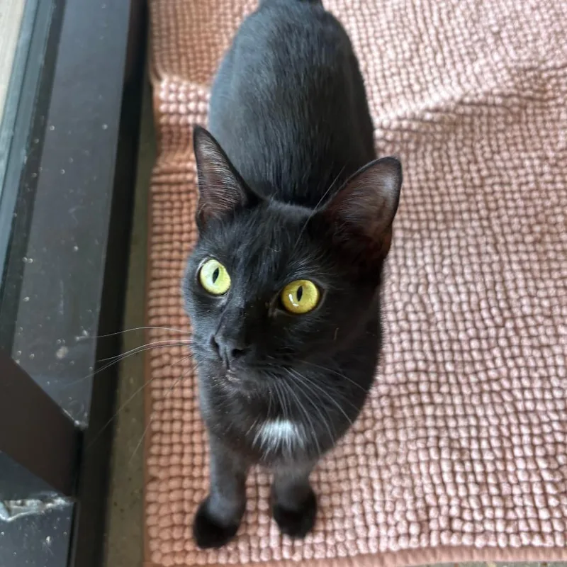 A young medium-sized female Black Domestic Short Hair cat named Tina for adoption in Leander, TX