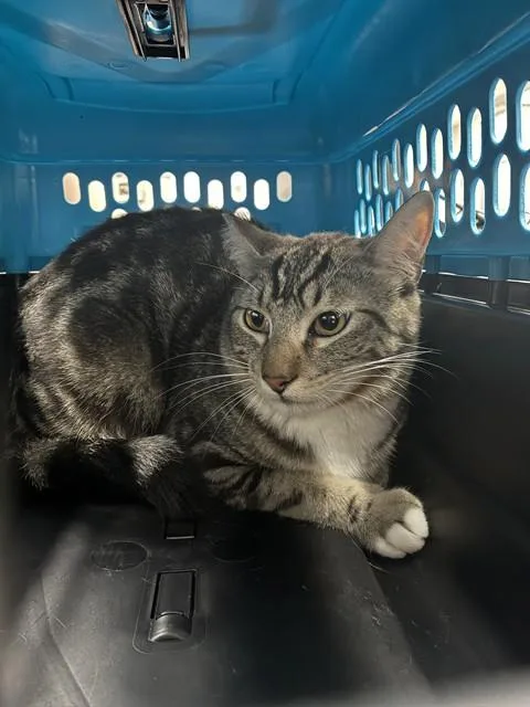 Tom
