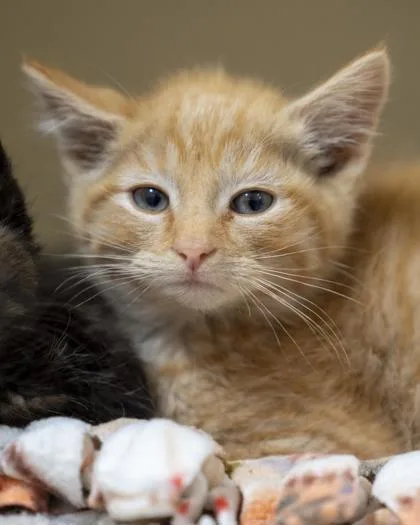 A baby small-sized male Domestic Short Hair cat named Gatsby for adoption in Pequot Lakes, MN