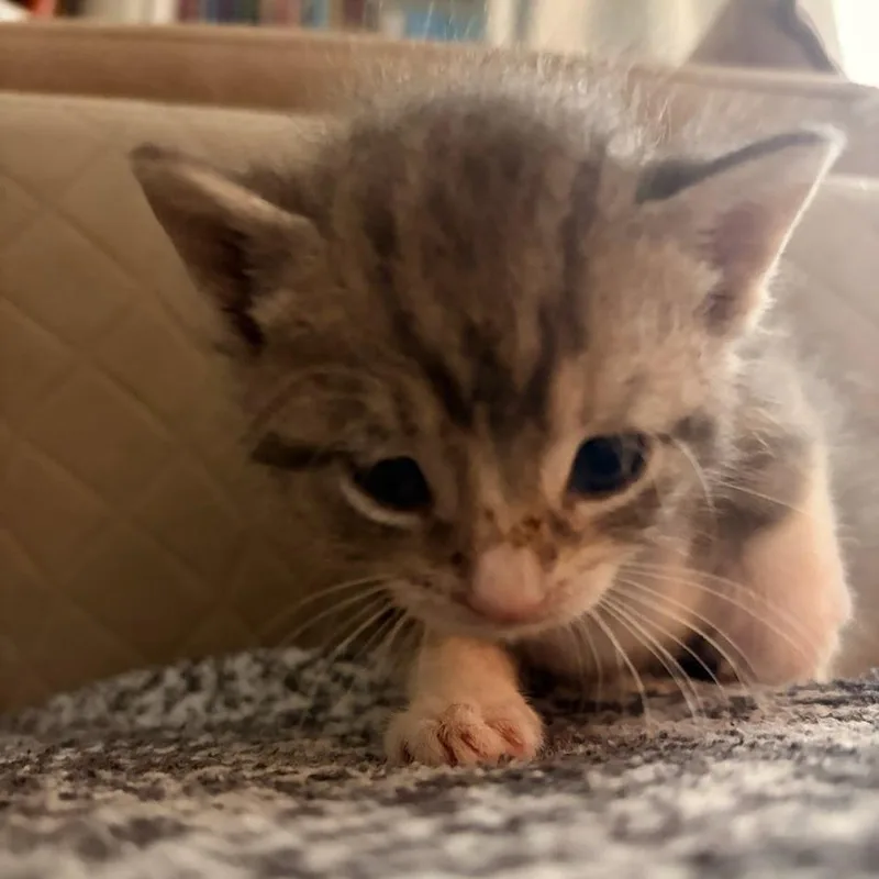 A baby small-sized female Domestic Medium Hair cat named Mery for adoption in East Hanover, NJ