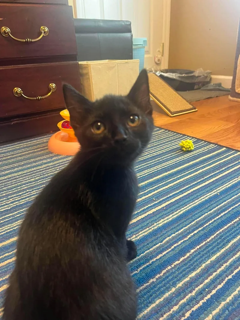 A baby large-sized male Black Domestic Short Hair cat named Jiji for adoption in Fort Oglethorpe, GA