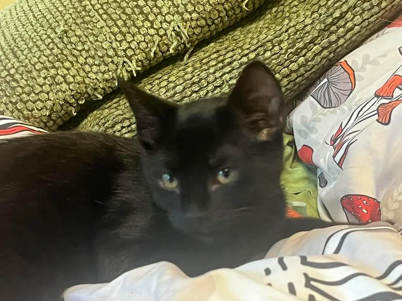 Jiji thumbnail 4