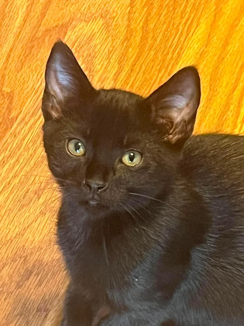 Jiji thumbnail 5