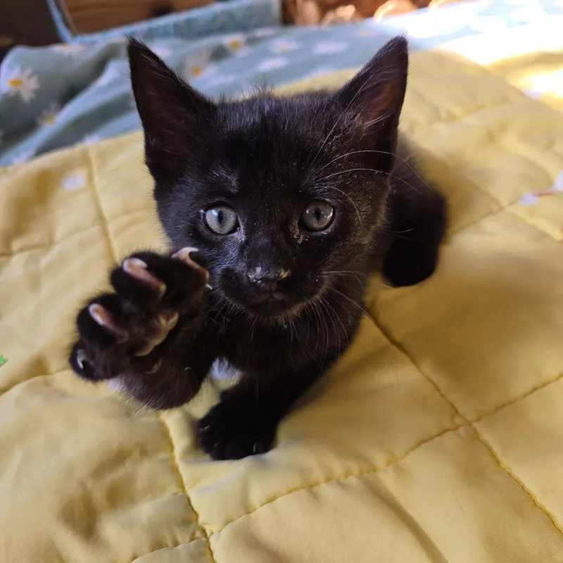 Jiji thumbnail 6