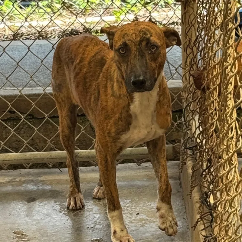 An adult medium-sized female Brindle Mixed Breed dog named Beauty for adoption in Volcano, HI