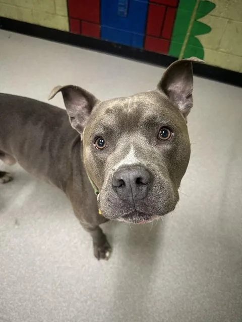 An adult medium-sized male Pit Bull Terrier dog named Tucker for adoption in Indianapolis, IN