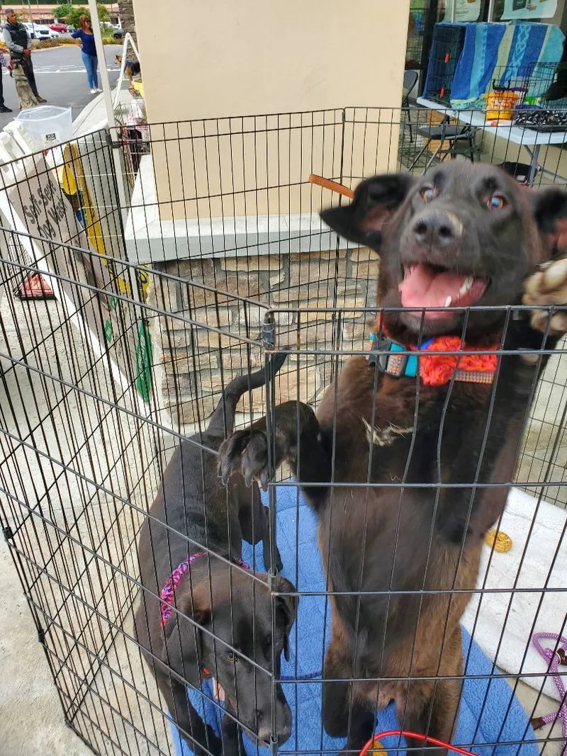 Smiley Miles!! Black Lab thumbnail 2