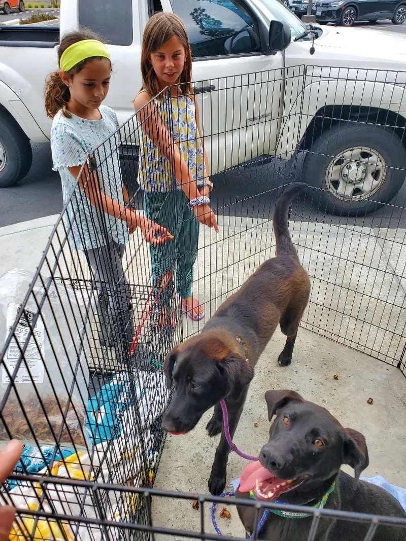 Smiley Miles!! Black Lab thumbnail 3