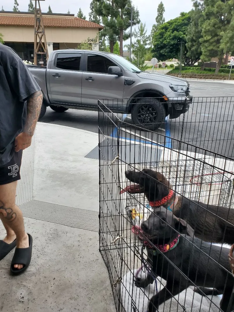 Smiley Miles!! Black Lab thumbnail 4