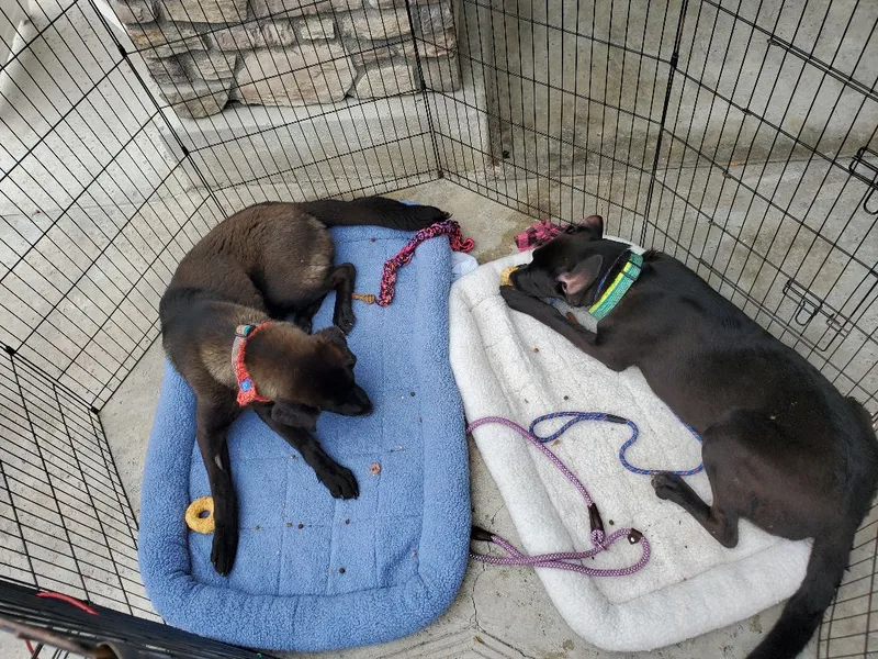 Smiley Miles!! Black Lab thumbnail 5