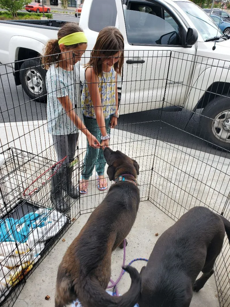 Smiley Miles!! Black Lab thumbnail 6