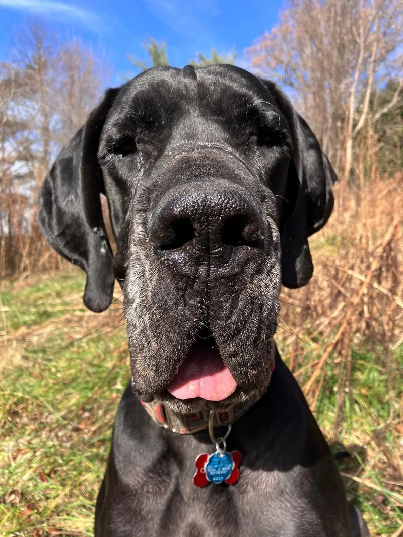 Chauncey thumbnail 2