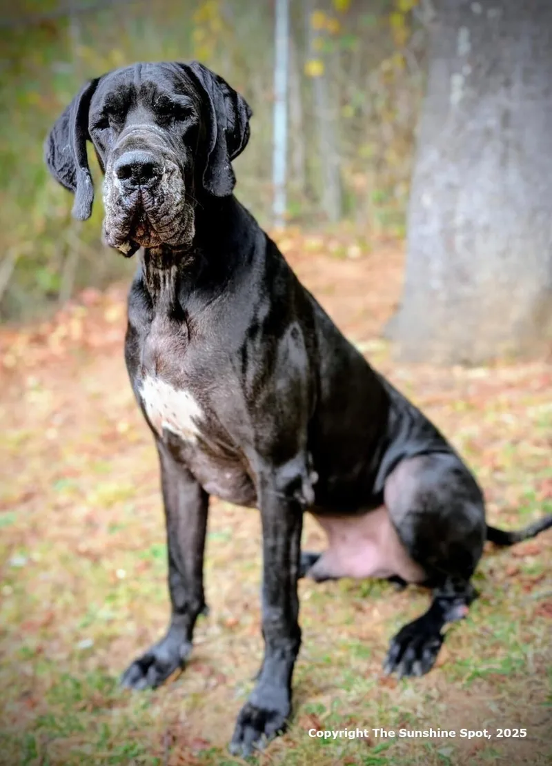 Chauncey thumbnail 3