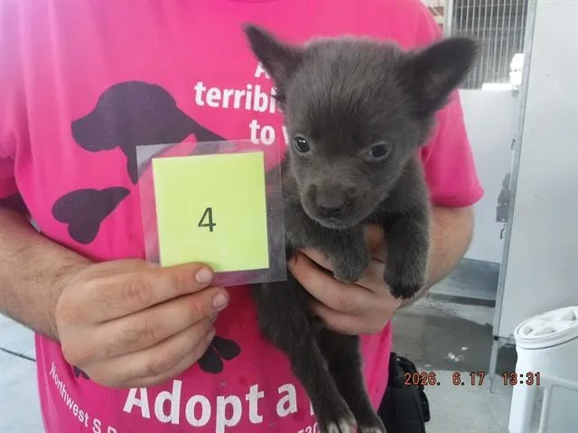 A baby small-sized female Border Collie dog named Monica for adoption in Oroville, CA
