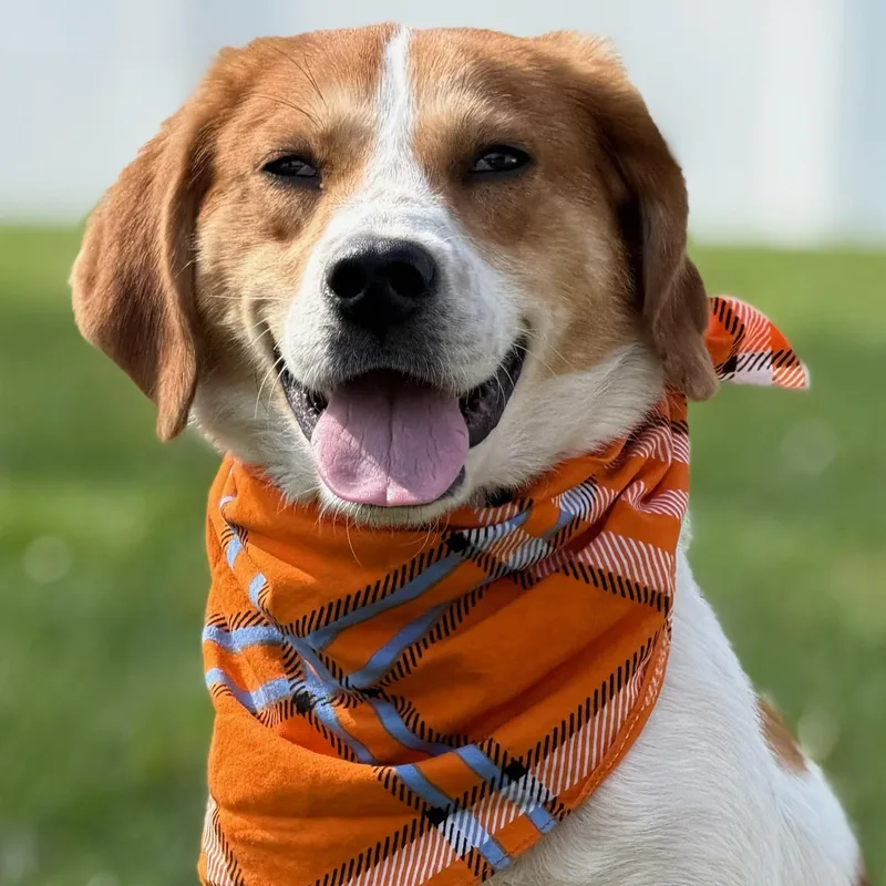 A young medium-sized female Brown / Chocolate Coonhound dog named Honey for adoption in Albany, NY