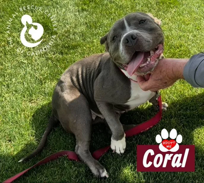An adult medium-sized female Gray / Blue / Silver American Bulldog dog named Coral for adoption in Coachella, CA