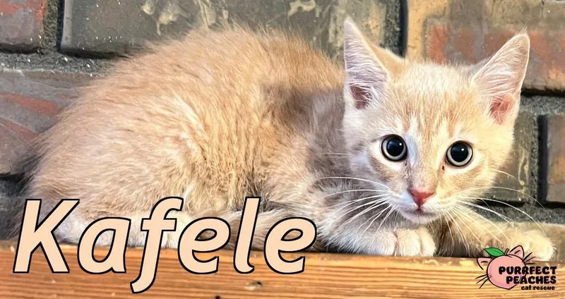 A baby medium-sized male Domestic Short Hair cat named Kafele for adoption in Douglasville, GA