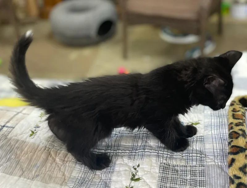 A baby medium-sized female Black Domestic Short Hair cat named Alfalfa for adoption in Neillsville, WI