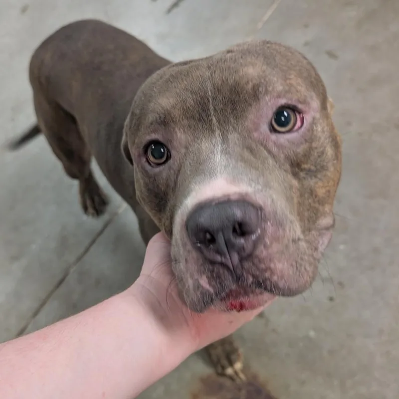An adult medium-sized male Brown / Chocolate Mixed Breed dog named Zero for adoption in Emporia, KS
