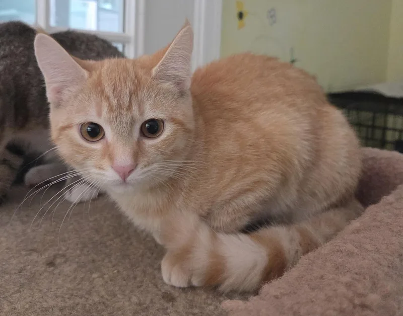 A baby medium-sized female Tabby (Orange / Red) Domestic Short Hair cat named Marigold Shewman for adoption in Stowe, PA