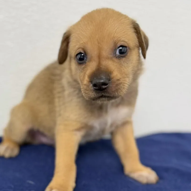 A baby medium-sized male Brown / Chocolate English Setter dog named Maroon for adoption in St. Peters, MO