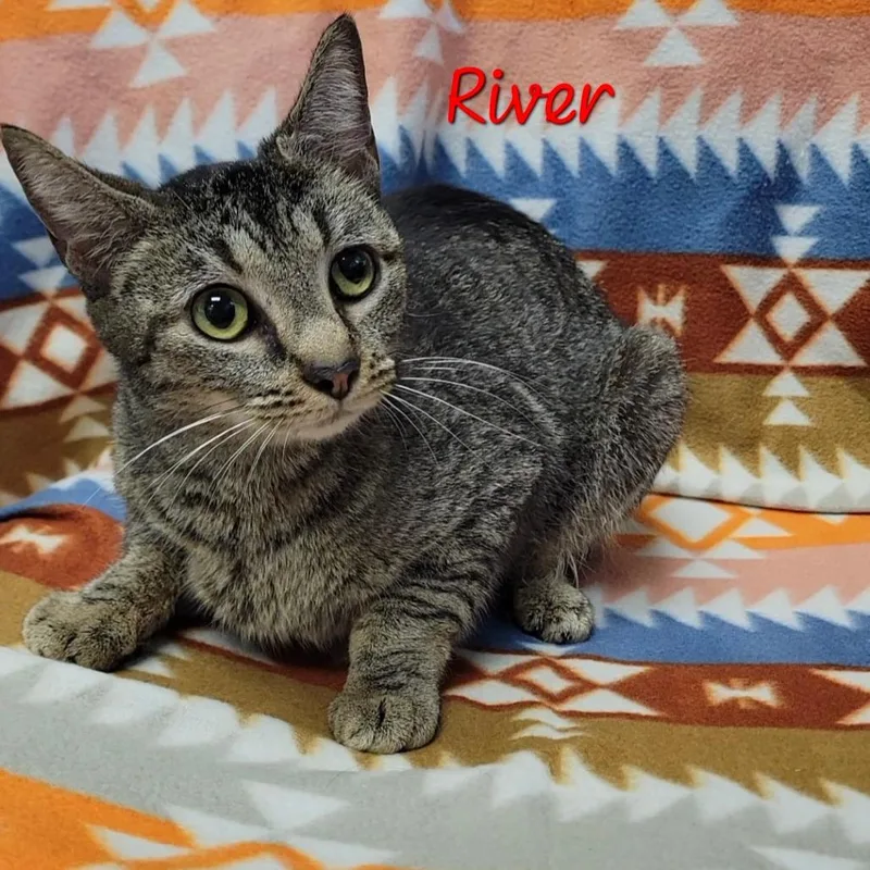 An adult medium-sized female Brown / Chocolate Domestic Short Hair cat named River for adoption in Parkersburg, WV