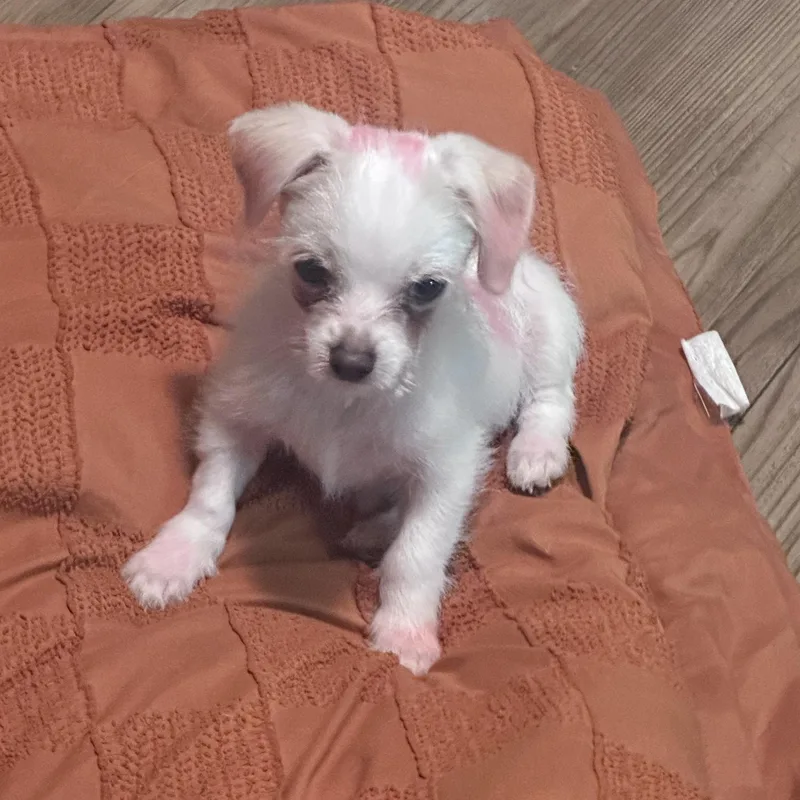 A baby small-sized male Chihuahua dog named Getty aka Spaghetti for adoption in Newport Beach, CA