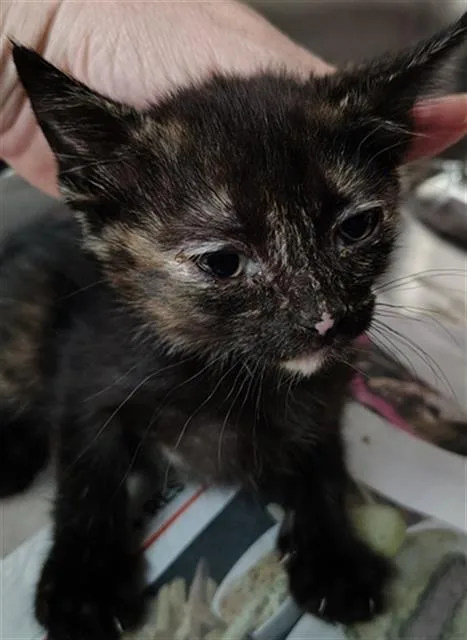 A baby medium-sized female Domestic Short Hair cat named Kelly for adoption in Dallas, TX