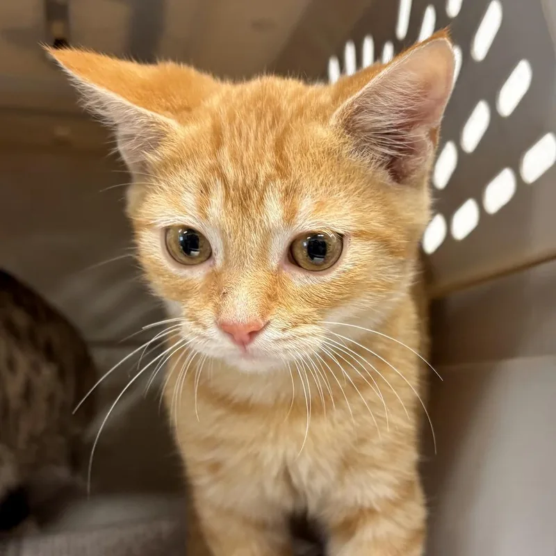 A baby medium-sized male Domestic Short Hair cat named Mac for adoption in Portland, IN