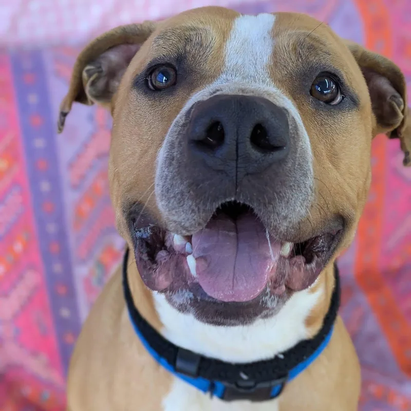 A young large-sized male Terrier dog named Hawk for adoption in North Syracuse, NY