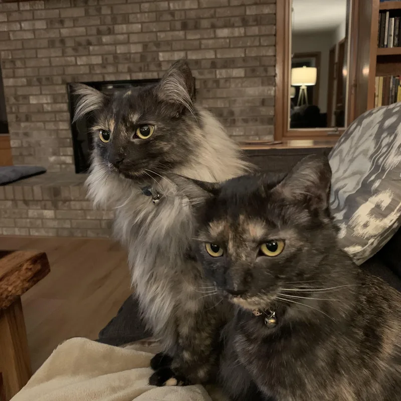 An adult medium-sized female Domestic Medium Hair cat named Mochi And Maki Courtesy for adoption in Midland, MI