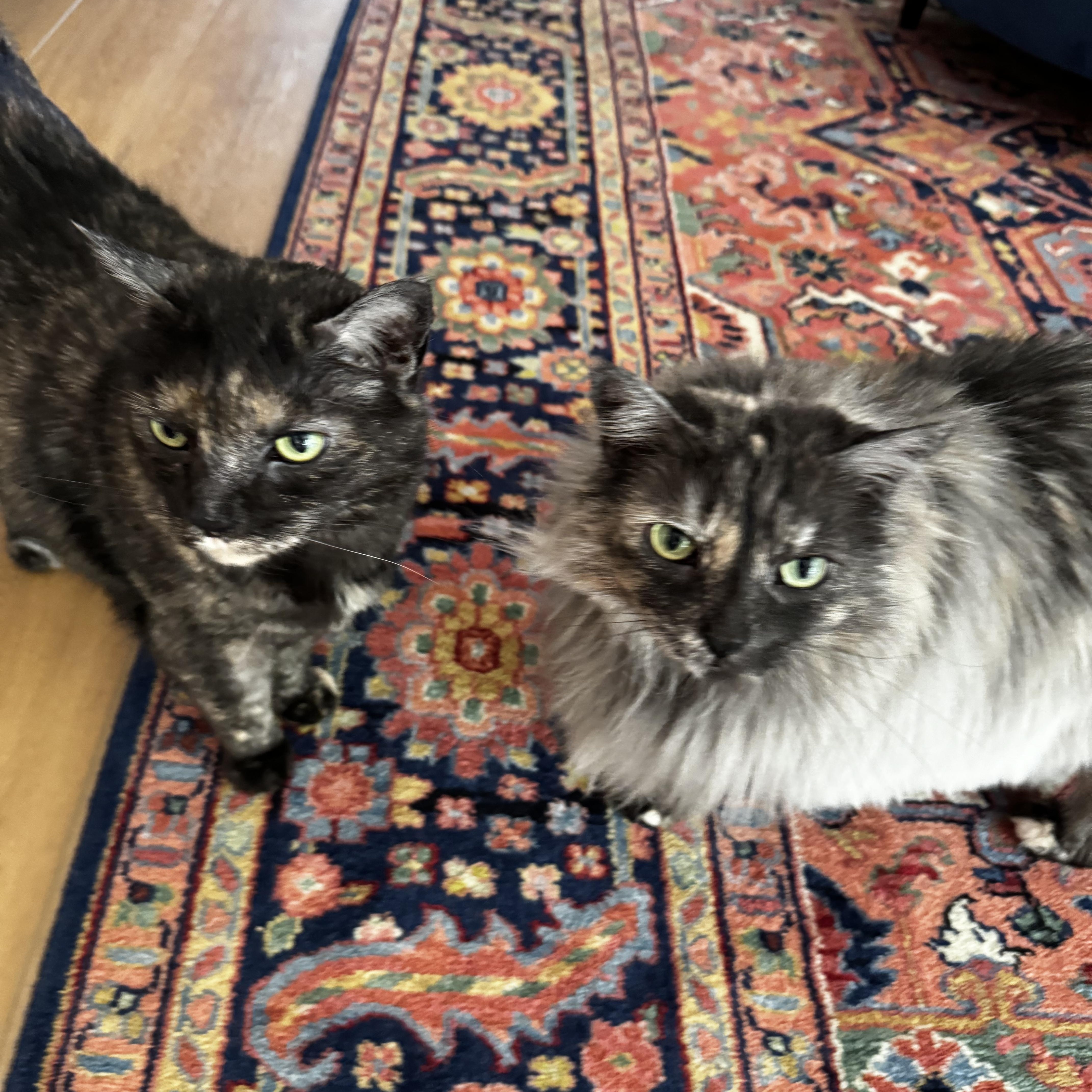 Mochi And Maki Courtesy thumbnail 2