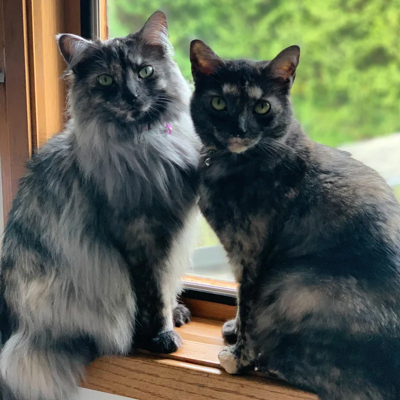 Mochi And Maki Courtesy thumbnail 3